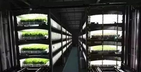 疫情下的逆袭 日本植物工厂如何实现蔬菜销量大增与新鲜水果零售拓展
