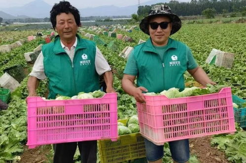 两天采摘50吨 延庆区政府联合美团为应季圆生菜拓展新销路