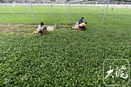 蒙城蔬菜新鲜直达 南京果篮更添绿意——探访蒙城至南京农产品直供新通道